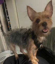 Lost Female Dog last seen Linden Ave and Rialto Ave , Rialto, CA 92376