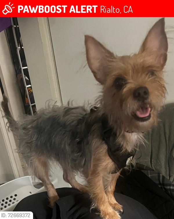 Lost Female Dog last seen Linden Ave and Rialto Ave , Rialto, CA 92376
