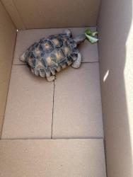 Found/Stray Unknown Reptile last seen Rosalita Ave and Maverick , Las Vegas, NV 89108