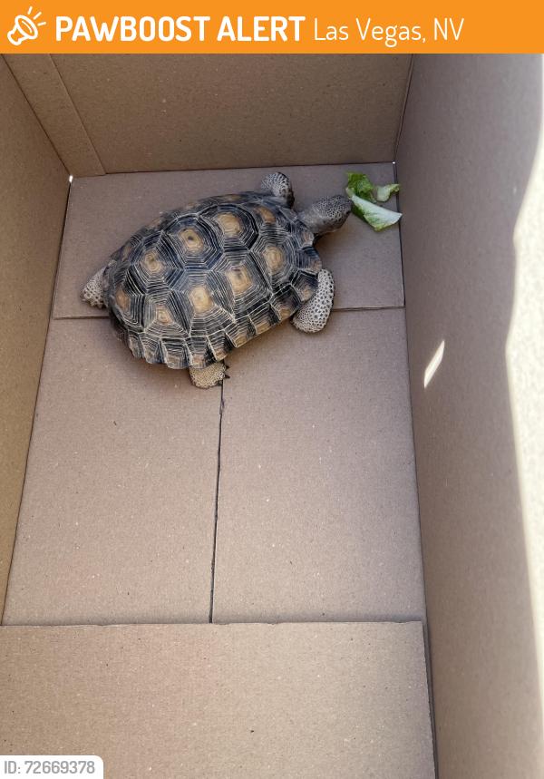 Found/Stray Unknown Reptile last seen Rosalita Ave and Maverick , Las Vegas, NV 89108