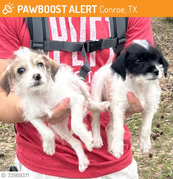 Found/Stray Female Dog last seen At the park near Anderson Elementary , Conroe, TX 77301