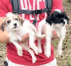 Found/Stray Female Dog last seen At the park near Anderson Elementary , Conroe, TX 77301