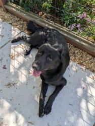 Found/Stray Male Dog last seen Arden Way and Clinton Road, Sacramento, CA 95825