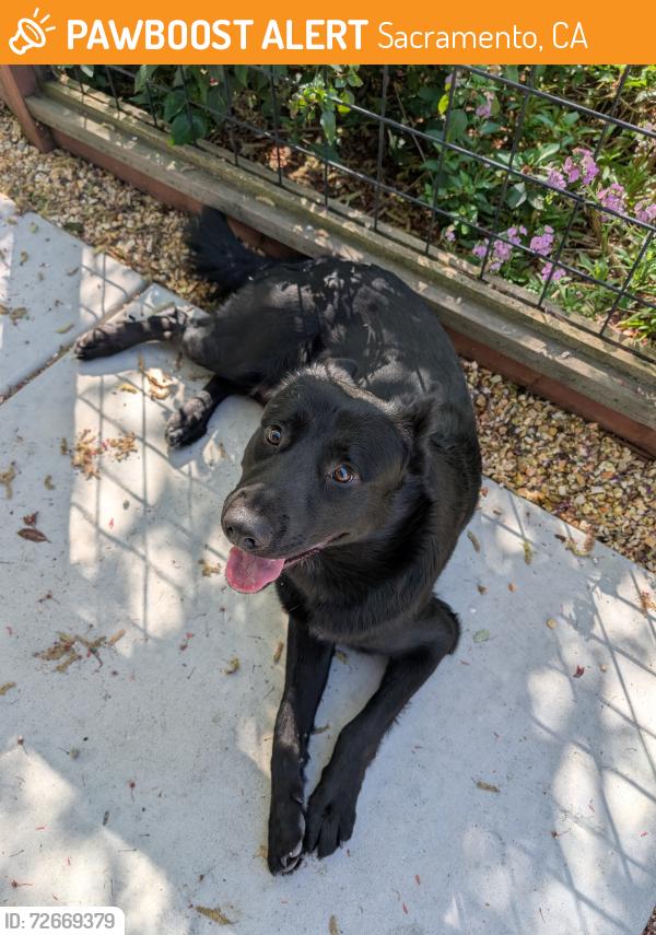 Found/Stray Male Dog last seen Arden Way and Clinton Road, Sacramento, CA 95825