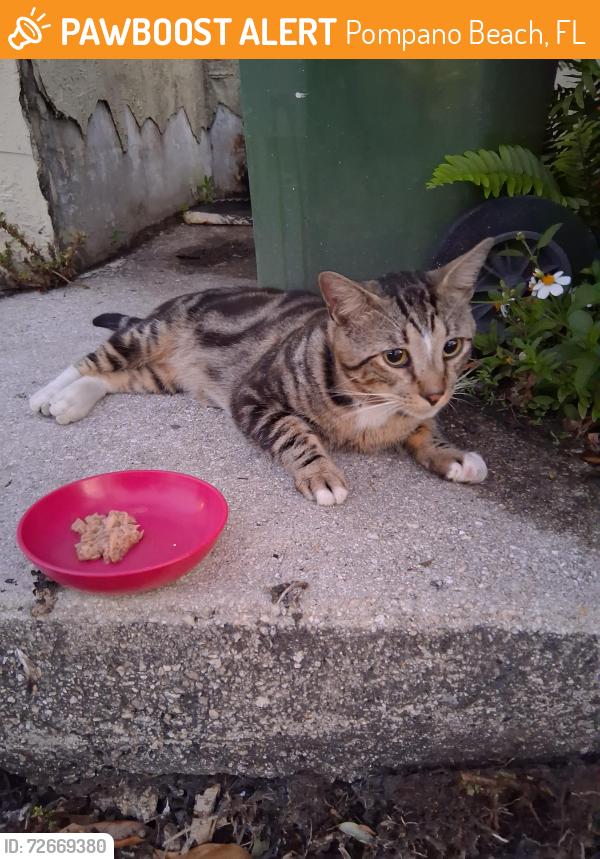 Found/Stray Male Cat last seen SW 1st Terrace & E. McNab Rd (SW 15th Ave.), Pompano Beach, FL 33060