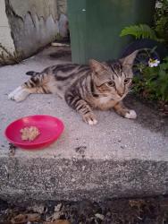 Found/Stray Male Cat last seen SW 1st Terrace & E. McNab Rd (SW 15th Ave.), Pompano Beach, FL 33060