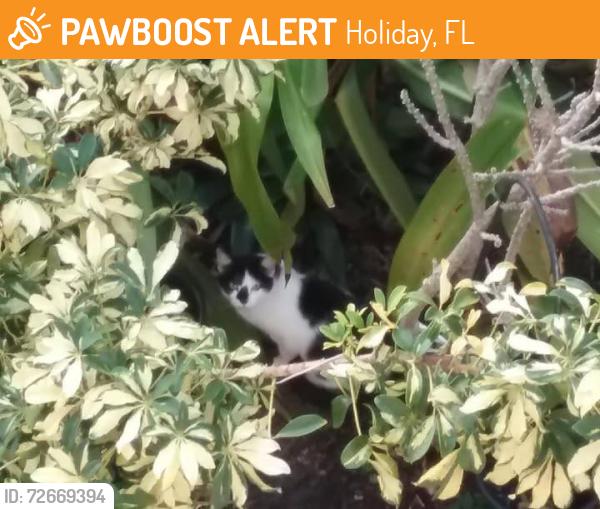 Found/Stray Unknown Cat last seen Strauber Memorial + Gulf Trace, Holiday, FL 34691