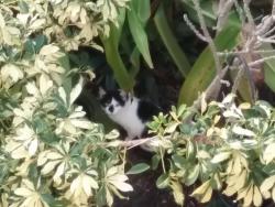 Found/Stray Unknown Cat last seen Strauber Memorial + Gulf Trace, Holiday, FL 34691