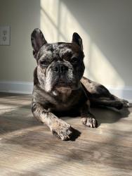 Lost Female Dog last seen Near Everwood Sr sw, Marietta, GA 30008