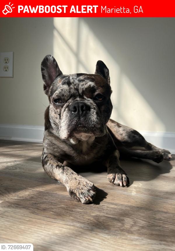 Lost Female Dog last seen Near Everwood Sr sw, Marietta, GA 30008