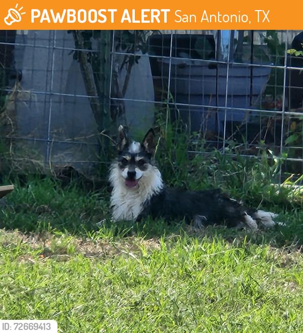 Found/Stray Female Dog last seen Randolph and Judson, San Antonio, TX 78233