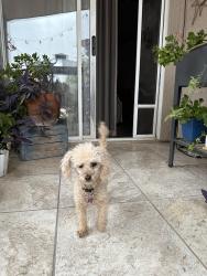 Lost Female Dog last seen West Irvington Rd and South Calle Santa Cruz, Tucson, AZ 85714