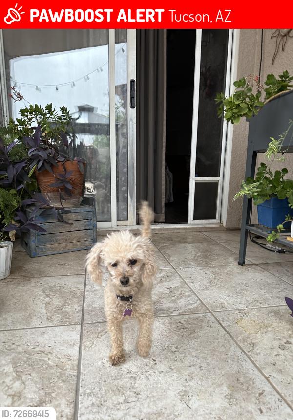 Lost Female Dog last seen West Irvington Rd and South Calle Santa Cruz, Tucson, AZ 85714
