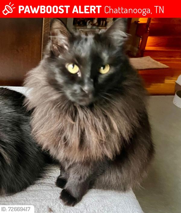Lost Female Bird last seen Haven Cove Lane, Chattanooga, TN 37421