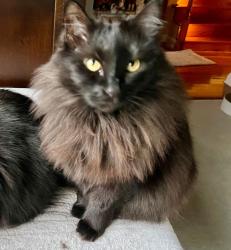 Lost Female Bird last seen Haven Cove Lane, Chattanooga, TN 37421