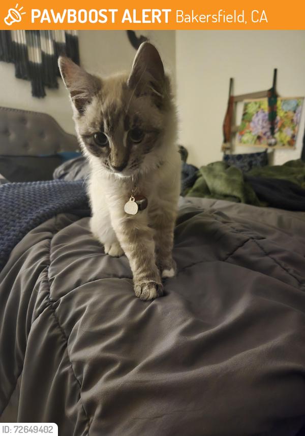 Found/Stray Unknown Cat last seen Planz and Wible, Bakersfield, CA 93309