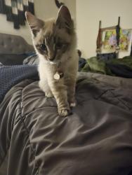 Found/Stray Unknown Cat last seen Planz and Wible, Bakersfield, CA 93309