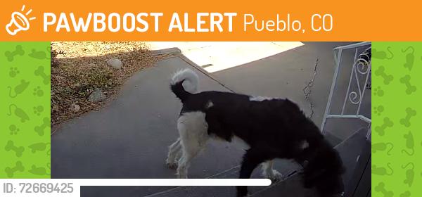 Found/Stray Male Dog last seen Bonforte , Pueblo, CO 81001