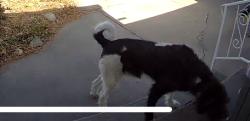Found/Stray Male Dog last seen Bonforte , Pueblo, CO 81001