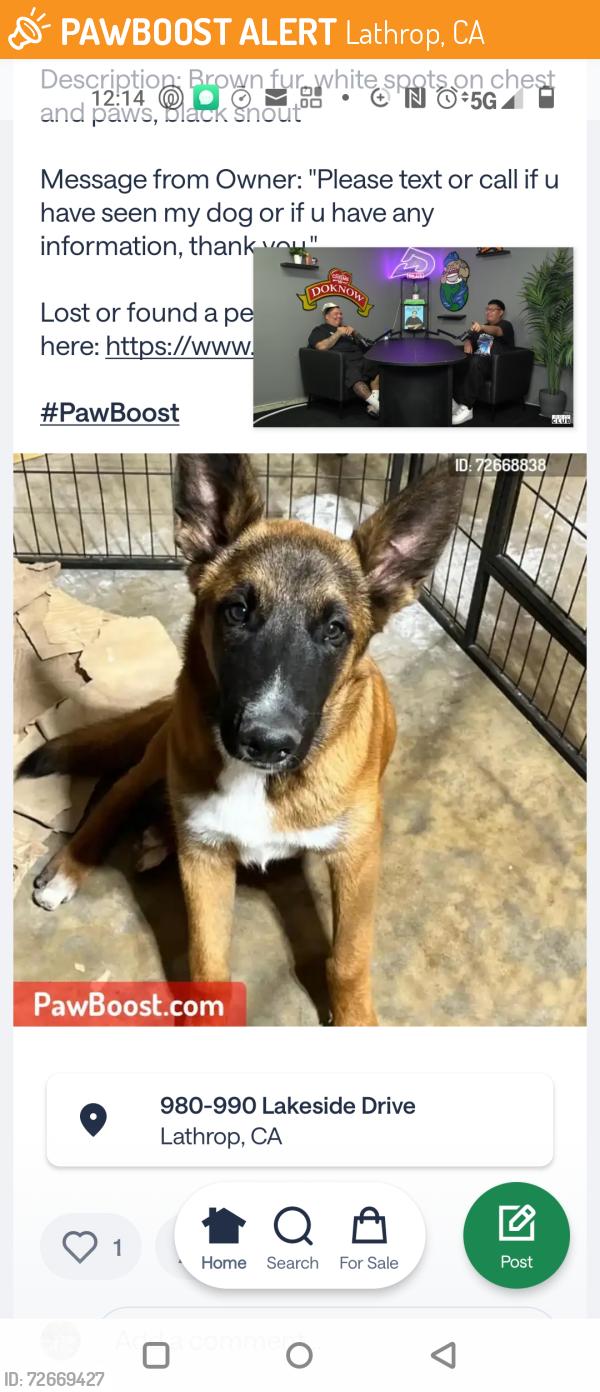 Found/Stray Unknown Dog last seen Harlan rd., Lathrop, CA 95330