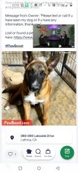 Found/Stray Unknown Dog last seen Harlan rd., Lathrop, CA 95330