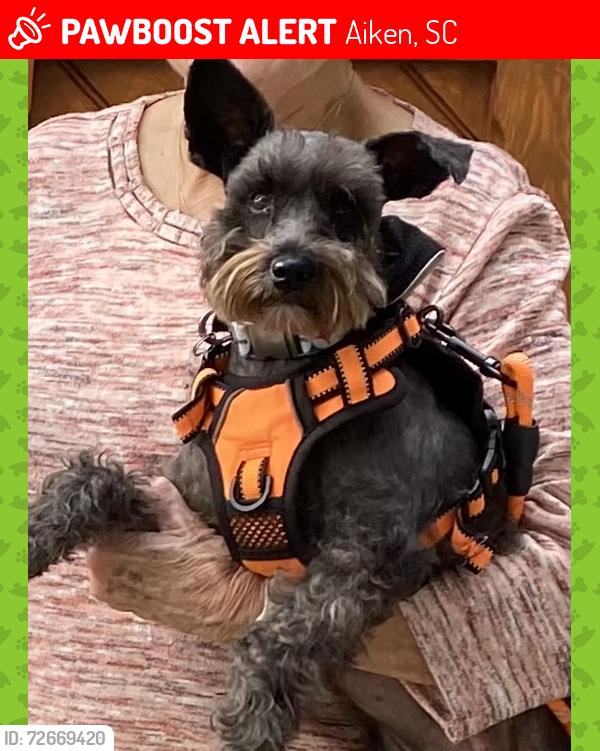 Lost Female Dog last seen Hitchcock Parkway, Aiken, SC 29803