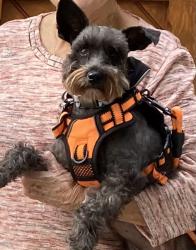 Lost Female Dog last seen Hitchcock Parkway, Aiken, SC 29803