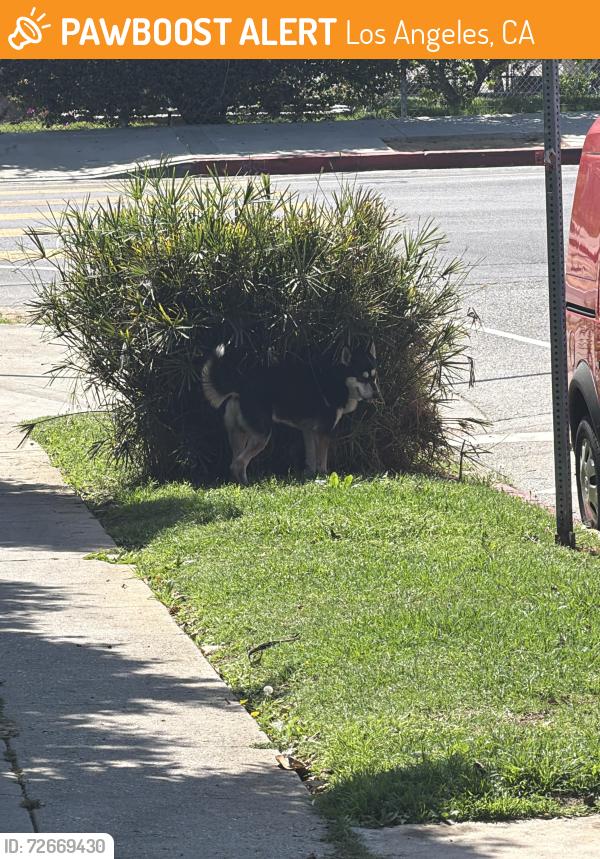 Found/Stray Unknown Dog last seen Next to Alexandria elementary school , Los Angeles, CA 90029