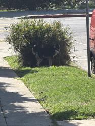 Found/Stray Unknown Dog last seen Next to Alexandria elementary school , Los Angeles, CA 90029
