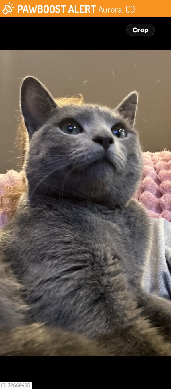Found/Stray Unknown Cat last seen Nucla way , Aurora, CO 80013