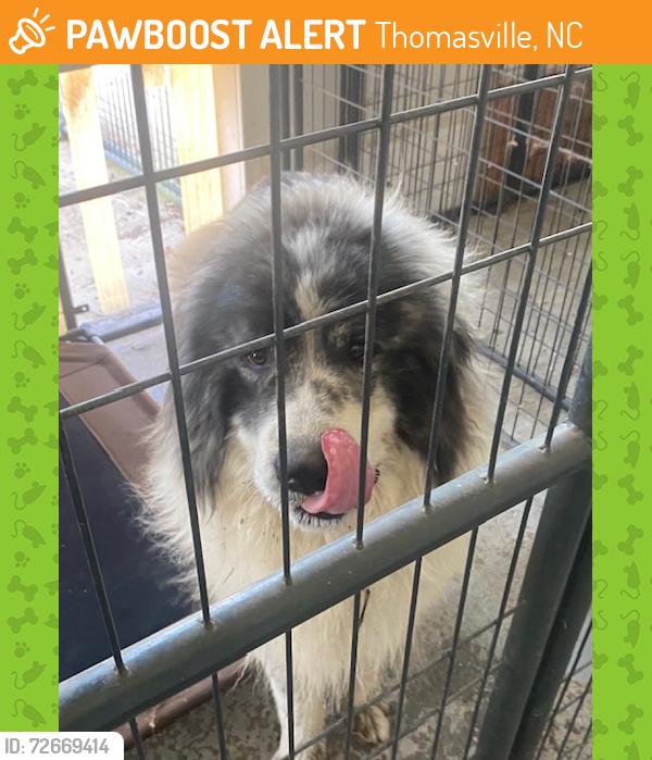 Found/Stray Male Dog last seen Between Johnsontown/Upper Lake Rd/Stemp-Everhart, Thomasville, NC 27360