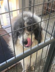Found/Stray Male Dog last seen Between Johnsontown/Upper Lake Rd/Stemp-Everhart, Thomasville, NC 27360