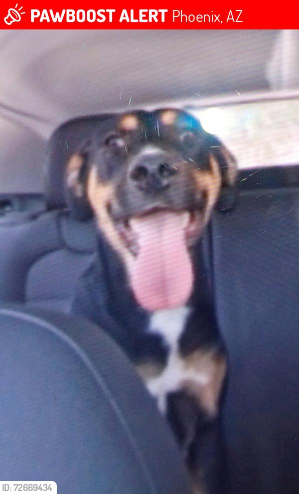 Lost Male Dog last seen 71st and indian school rd , Phoenix, AZ 85033