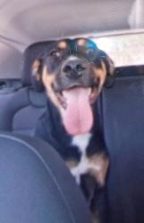Lost Male Dog last seen 71st and indian school rd , Phoenix, AZ 85033
