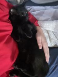 Lost Female Cat last seen Madeline street Wylie Texas  , Wylie, TX 75098