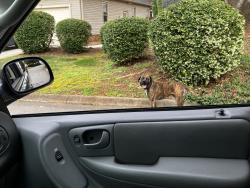 Found/Stray Male Dog last seen Garlington, Greenville, SC 29615