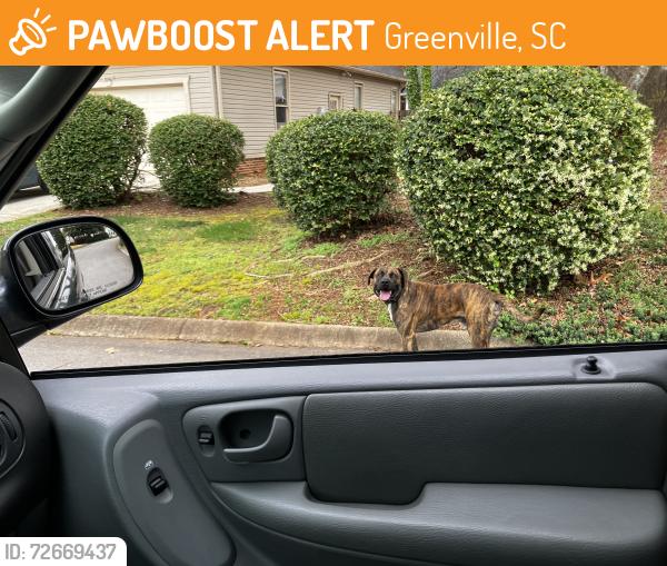 Found/Stray Male Dog last seen Garlington, Greenville, SC 29615