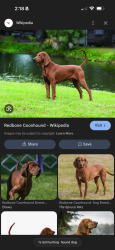 Lost Unknown Dog last seen Fitzhugh rd , Fitzhugh Rd, TX 78736