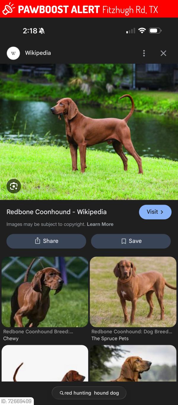 Lost Unknown Dog last seen Fitzhugh rd , Fitzhugh Rd, TX 78736