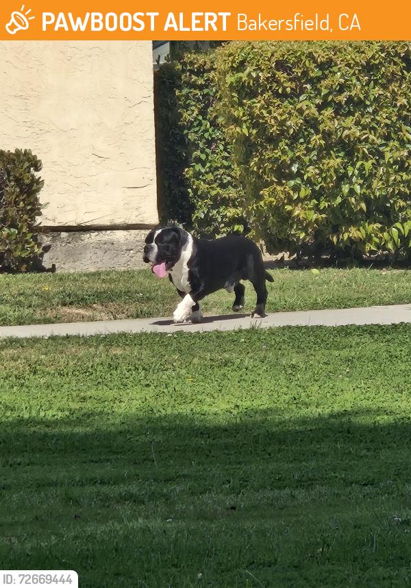 Found/Stray Male Dog last seen Planz and Wible, Bakersfield, CA 93309