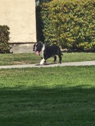 Found/Stray Male Dog last seen Planz and Wible, Bakersfield, CA 93309