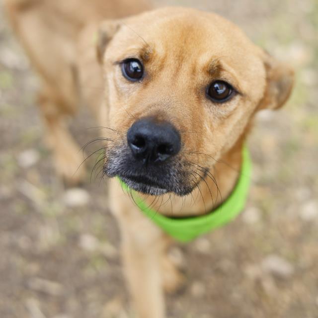 Shelter Stray Male Dog last seen Near BLOCK EBBTIDE, San Antonio, TX 78227