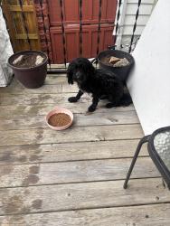Found/Stray Male Dog last seen Lincoln, Milwaukee, WI 53215