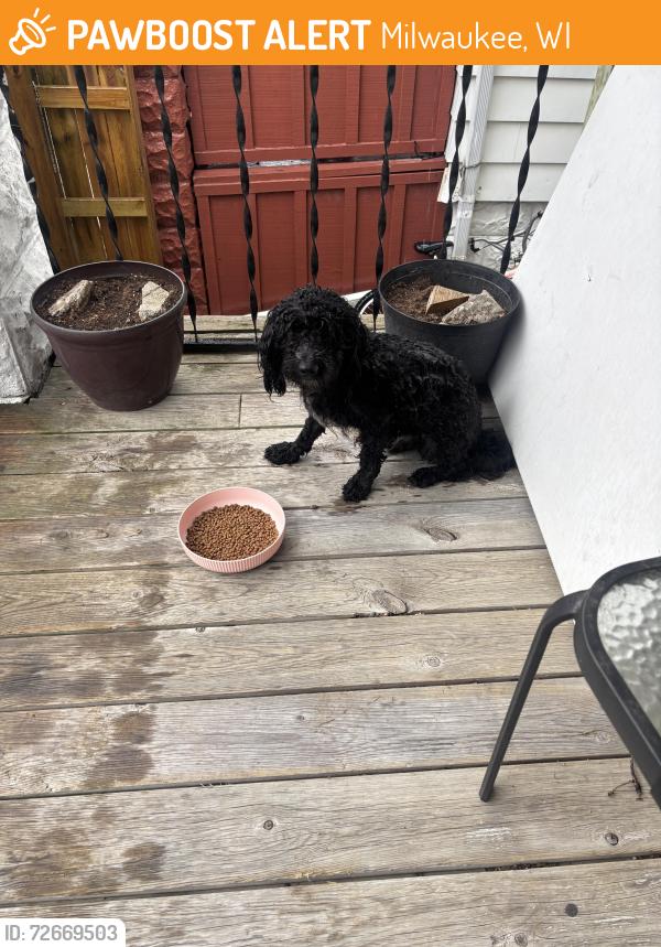 Found/Stray Male Dog last seen Lincoln, Milwaukee, WI 53215