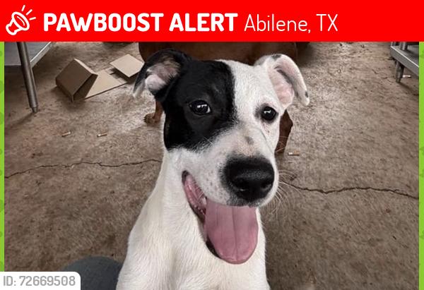 Lost Male Dog last seen Abilene Christian University, Abilene, TX 79602