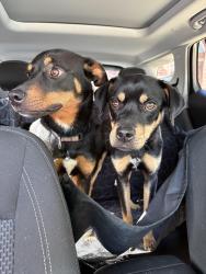 Found/Stray Male Dog last seen Street , Richmond, TX 77469