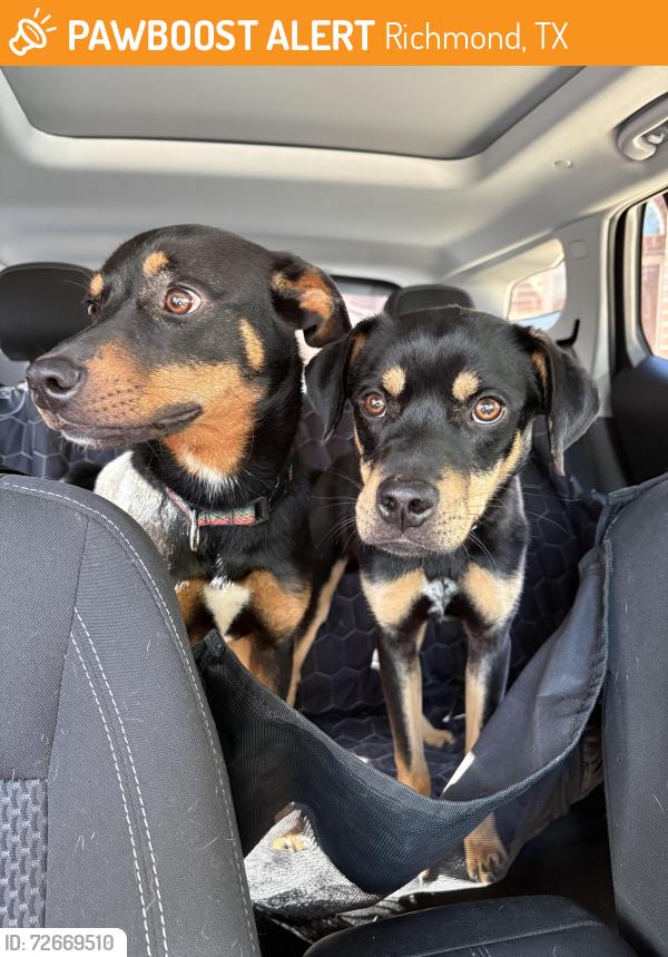 Found/Stray Male Dog last seen Street , Richmond, TX 77469