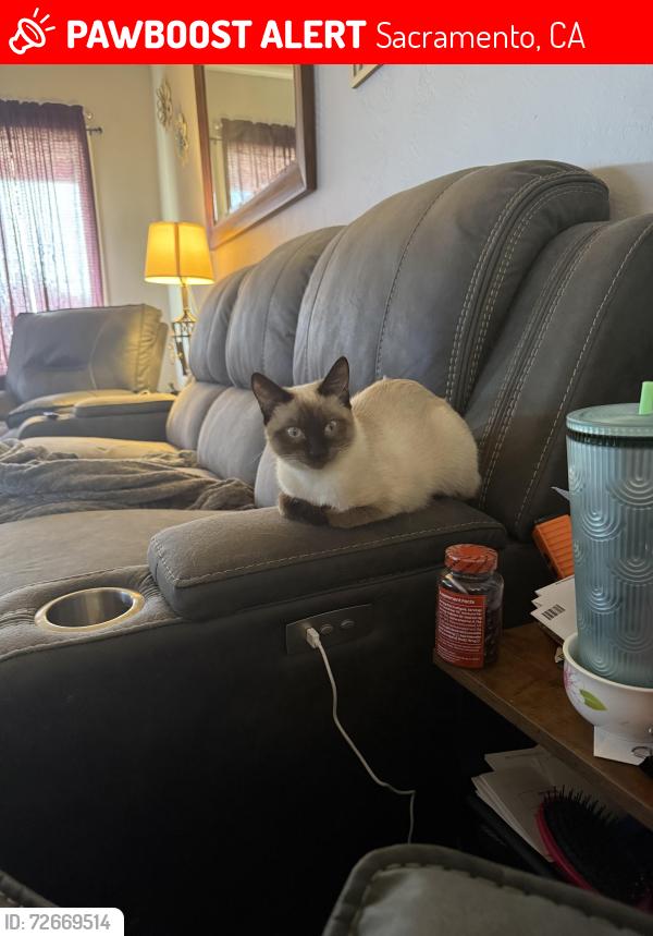 Lost Female Cat last seen Kathryn Way & Anna Way, Sacramento, CA 95821