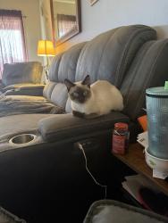 Lost Female Cat last seen Kathryn Way & Anna Way, Sacramento, CA 95821