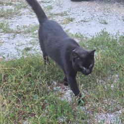 Lost Male Cat last seen Jennings Chapel Rd and Dorning Rd, Toney, AL 35773